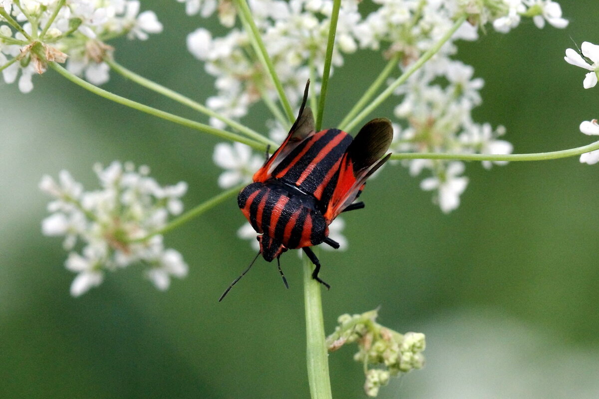 Щитник линейчатый (Graphosoma lineatum (Linnaeus, 1758) - Павел Морозов