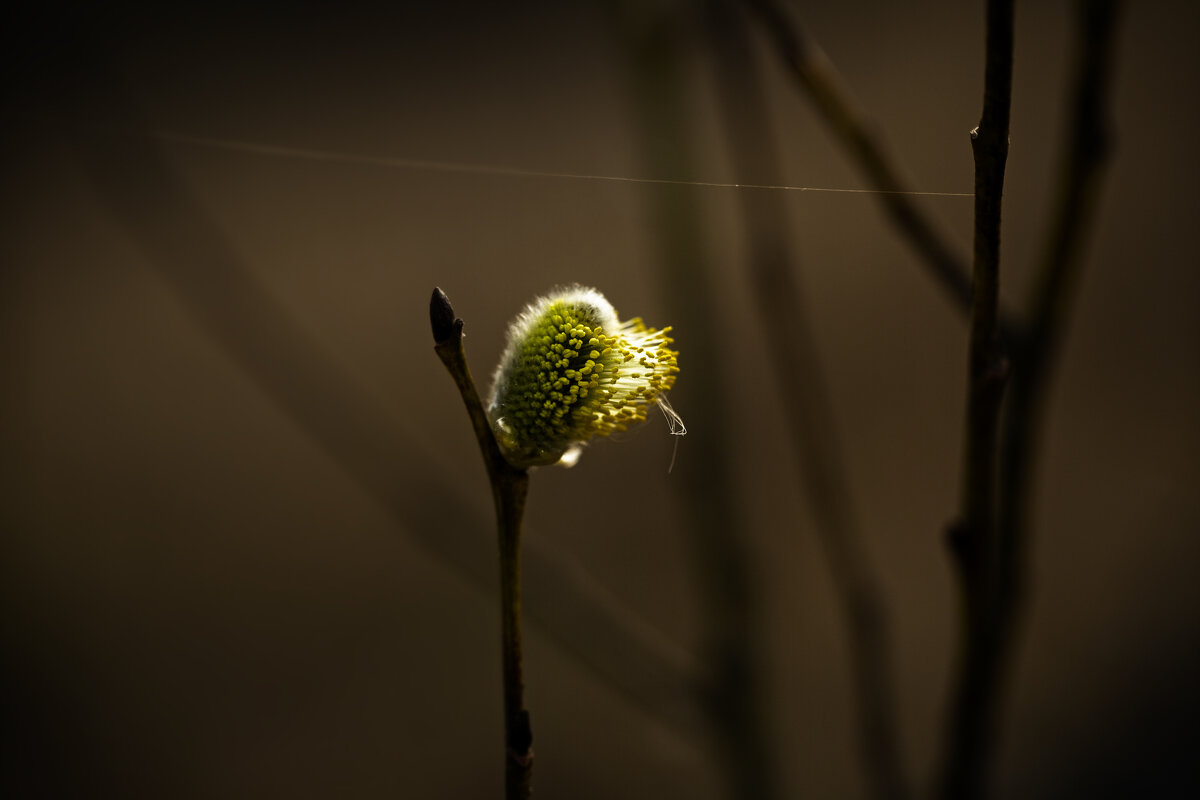 Details - Марианна Привроцкая www.privrotskaya.ru Details - Марианна Привроцкая www.privrotskaya.ru