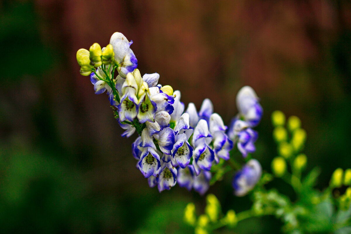 Аконит - gribushko грибушко Николай Аконит - gribushko грибушко Николай