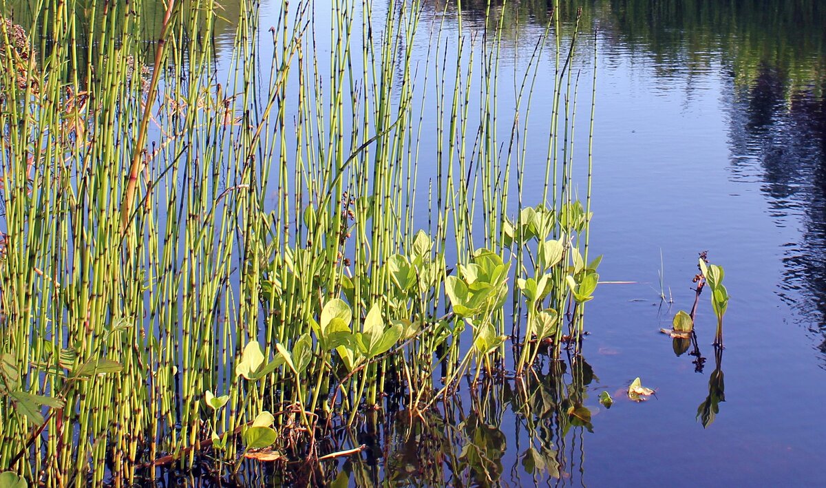 Вместе дружная семья - Владимир Соколов (svladmir) Вместе дружная семья - Владимир Соколов (svladmir)