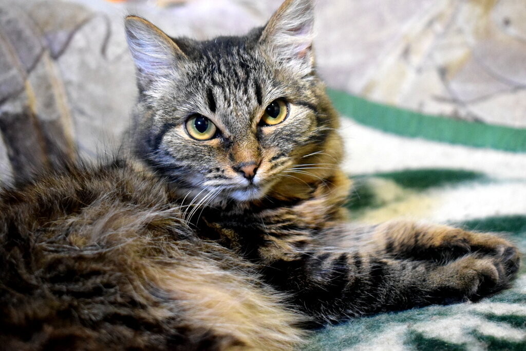 Рис. - A. SMIRNOV Рис. - A. SMIRNOV