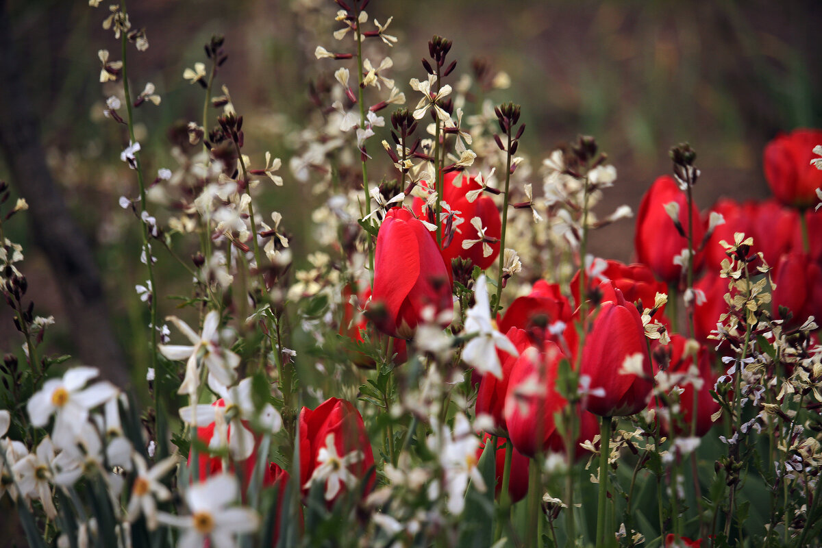 Весенняя радость! - barsuk lesnoi Весенняя радость! - barsuk lesnoi