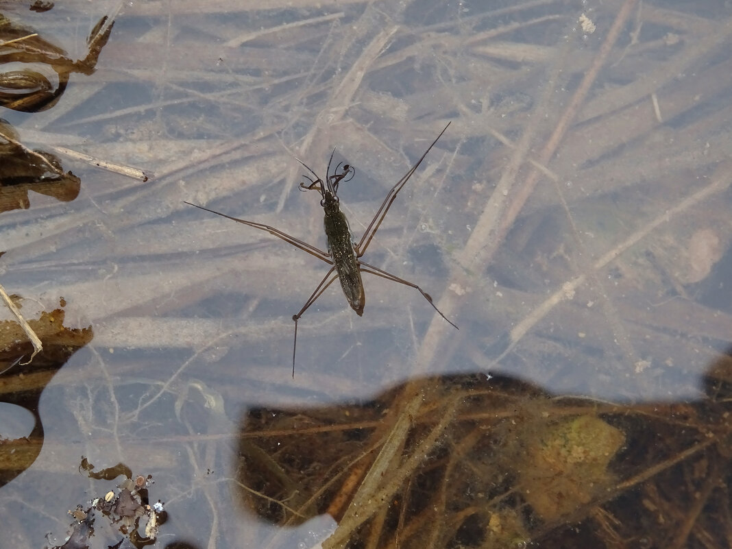 Водомерка (Gerridae) - Денис Бочкарёв