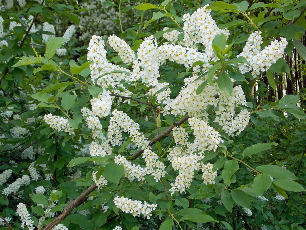 Черемухи цвет - Galina Solovova Черемухи цвет - Galina Solovova