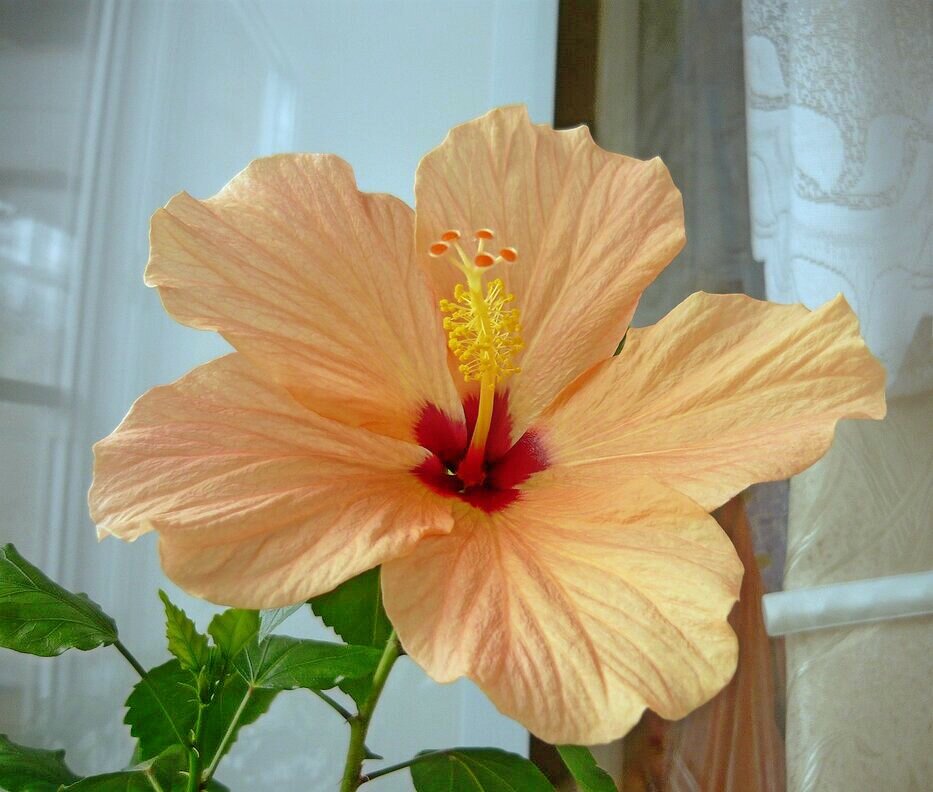 Гибискус - Вера Щукина