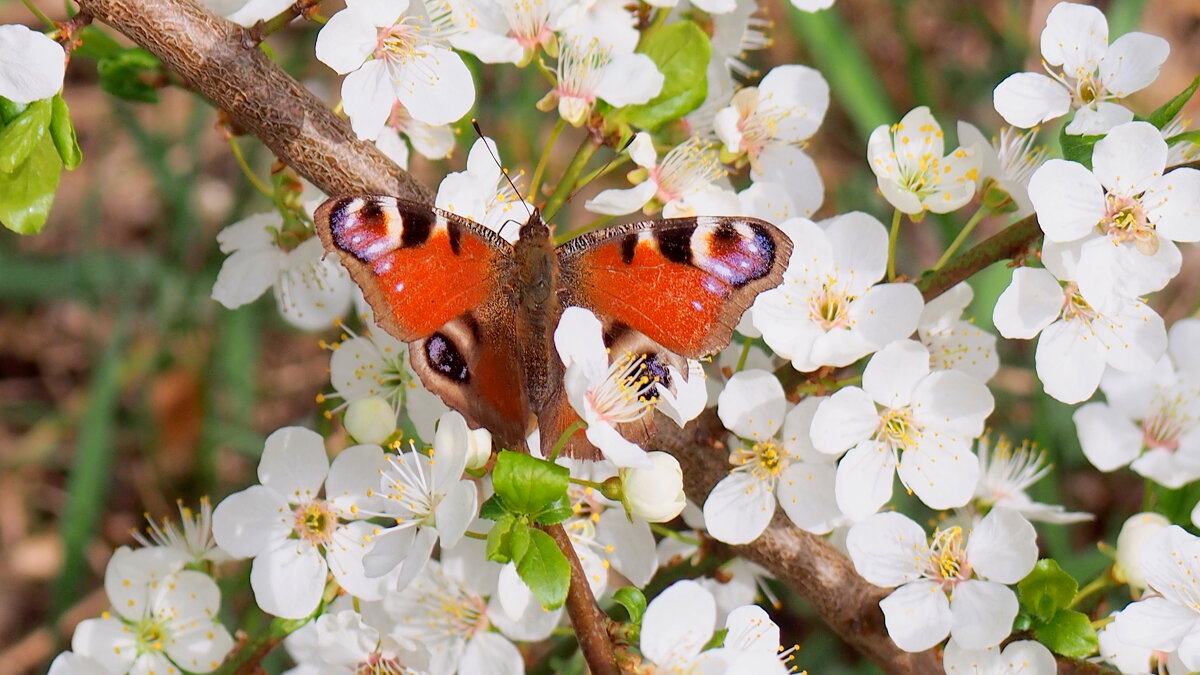 опять про бабочек....3 - Александр Прокудин опять про бабочек....3 - Александр Прокудин