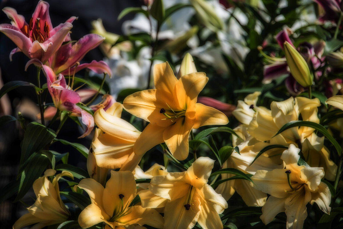 *** - Владимир Безбородов *** - Владимир Безбородов