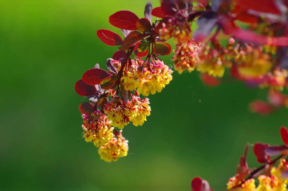 Барбарис - * vivat.b * 