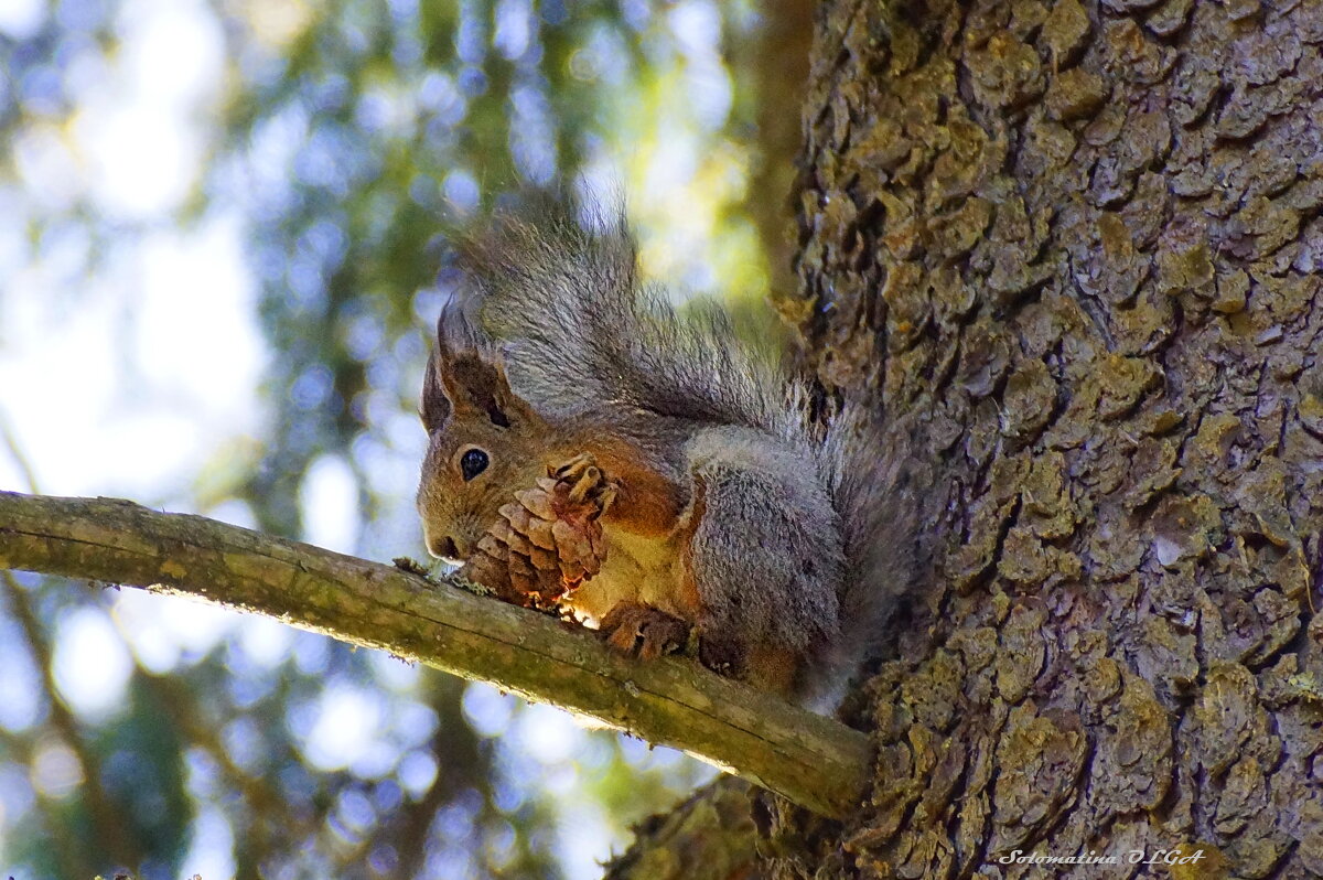 белочка - Ольга Cоломатина белочка - Ольга Cоломатина