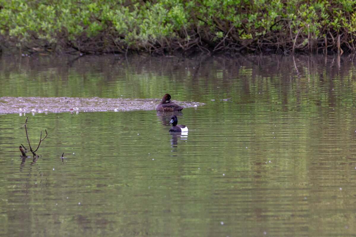 весна 2020 жизнь маленького лесного пруда. - юрий макаров весна 2020 жизнь маленького лесного пруда. - юрий макаров