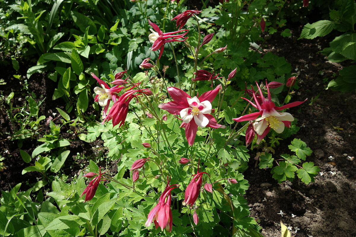 Аквилегия - Маргарита Батырева Аквилегия - Маргарита Батырева