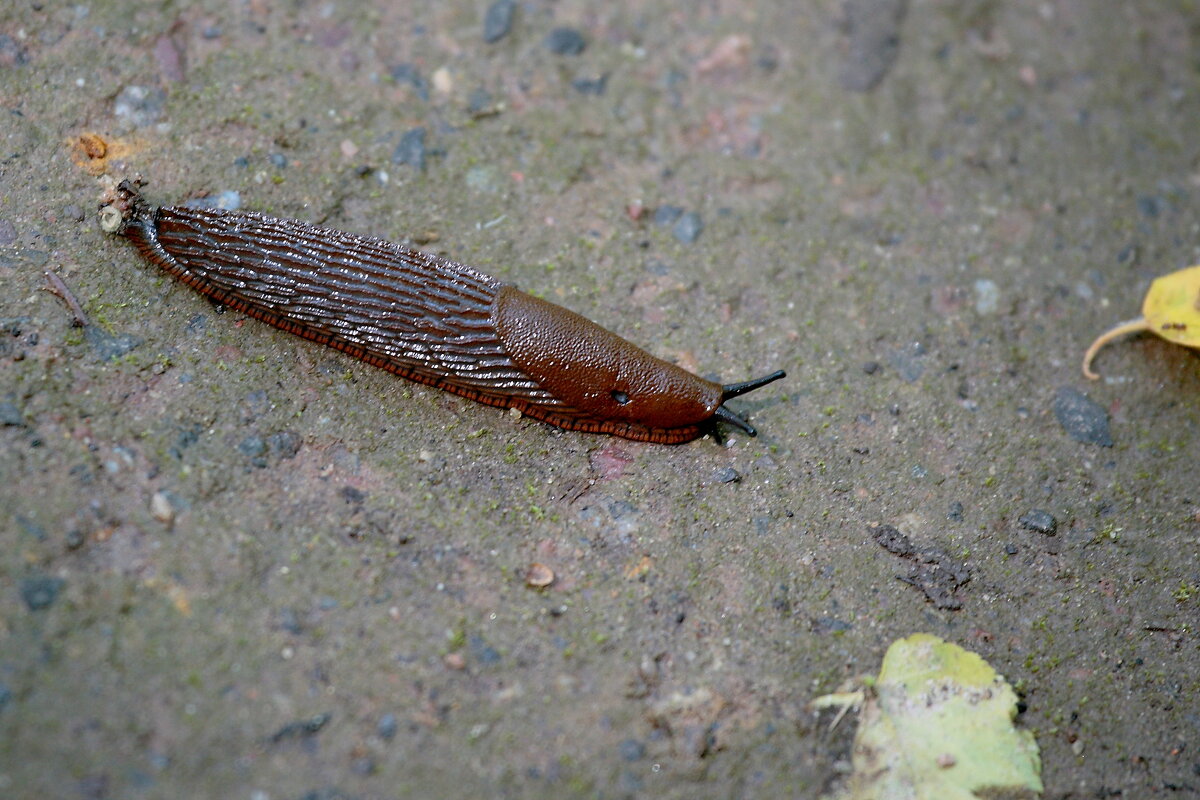 Красавец. - Александр Сергеевич Красавец. - Александр Сергеевич
