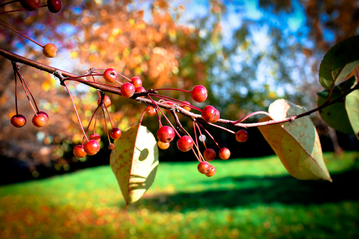 Осень - Софья Третьякова