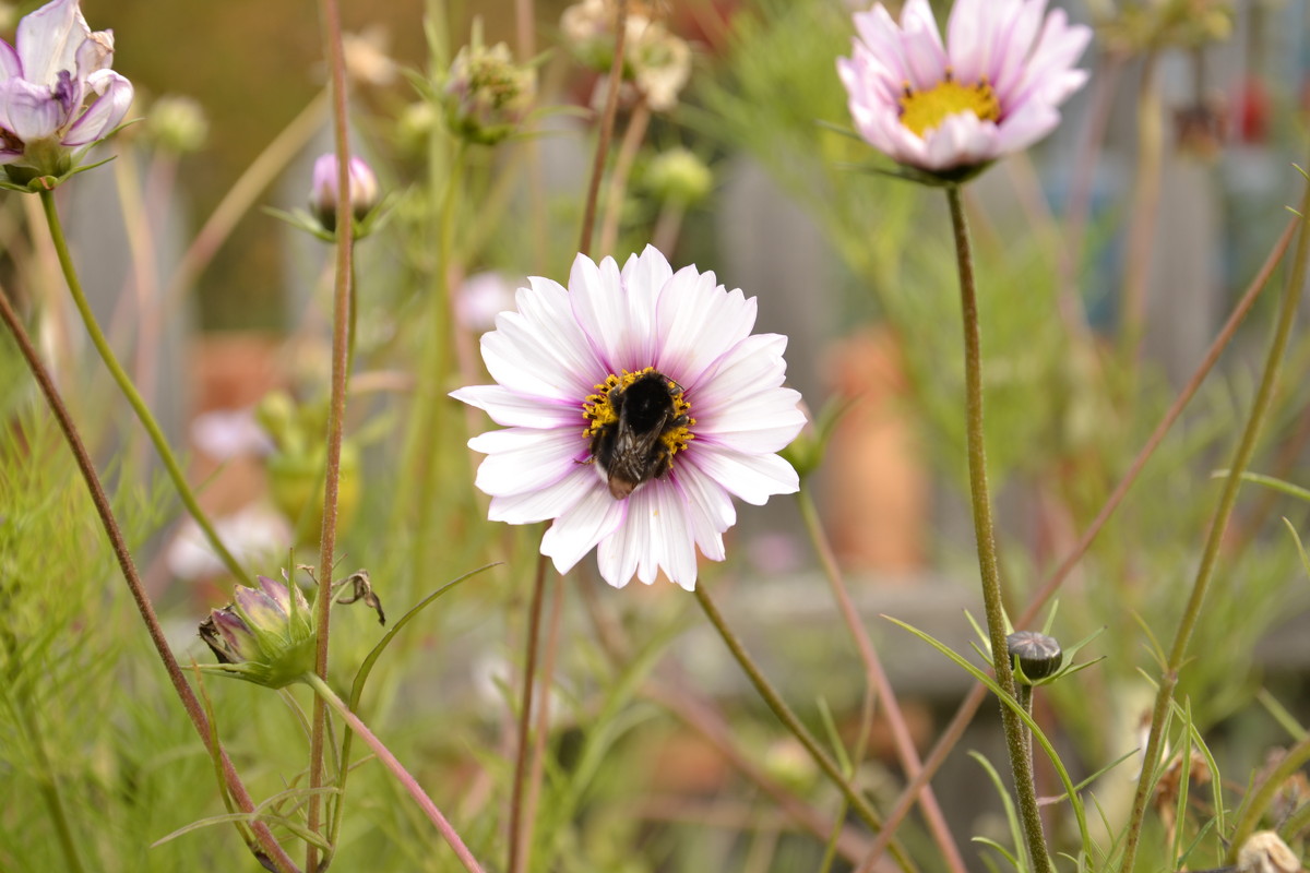 цветочек - Ирина Аршинова