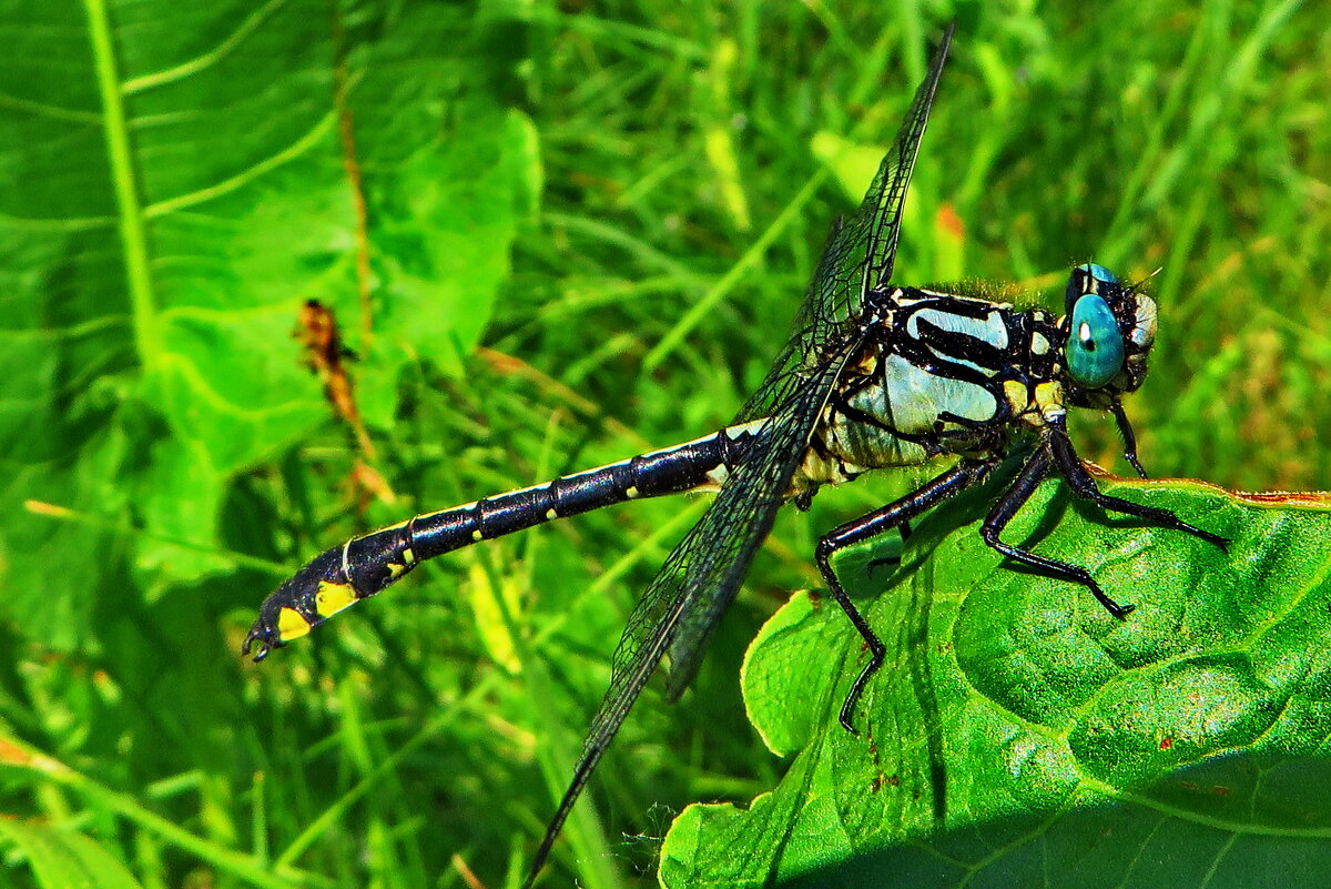 Дедка обыкновенный (лат. Gomphus vulgatissimus) Самец. - ivan 