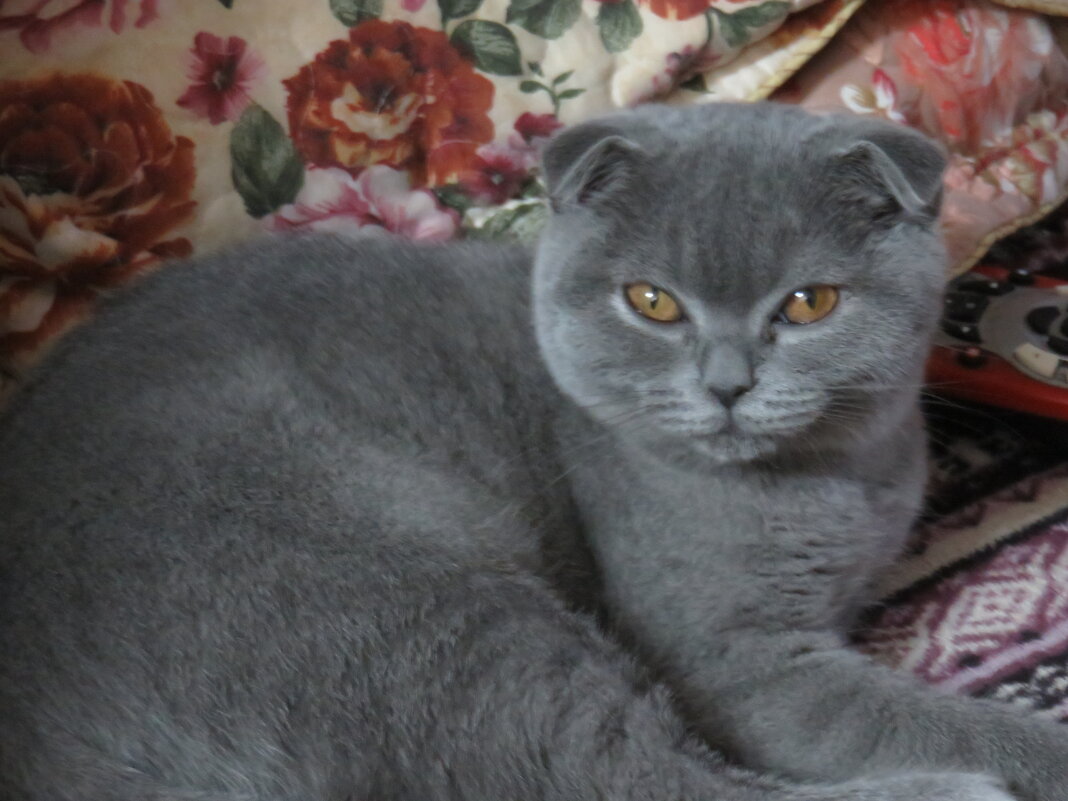 Кошка Кэти - Герович Лилия 