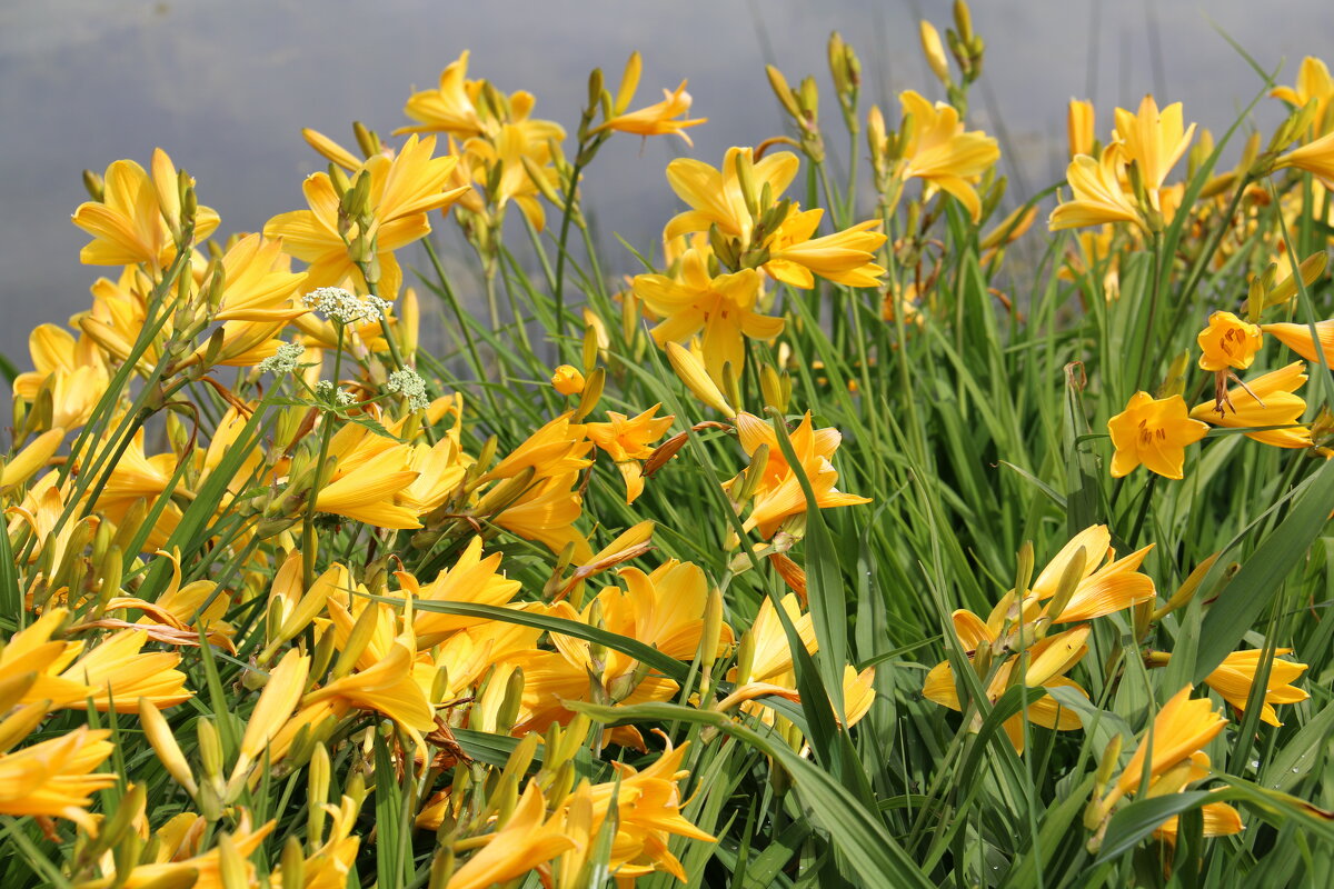 этюд - Владимир Холодницкий