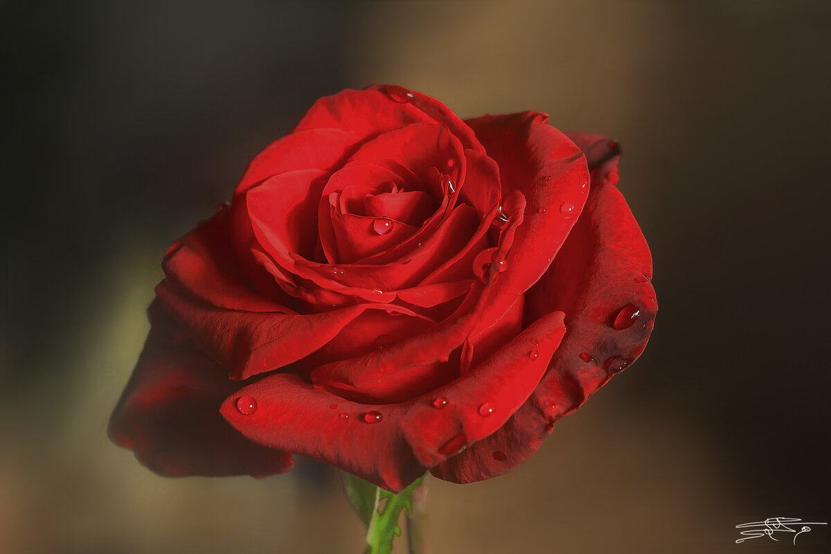 Первые капли дождя... - Валерий Басыров Первые капли дождя... - Валерий Басыров