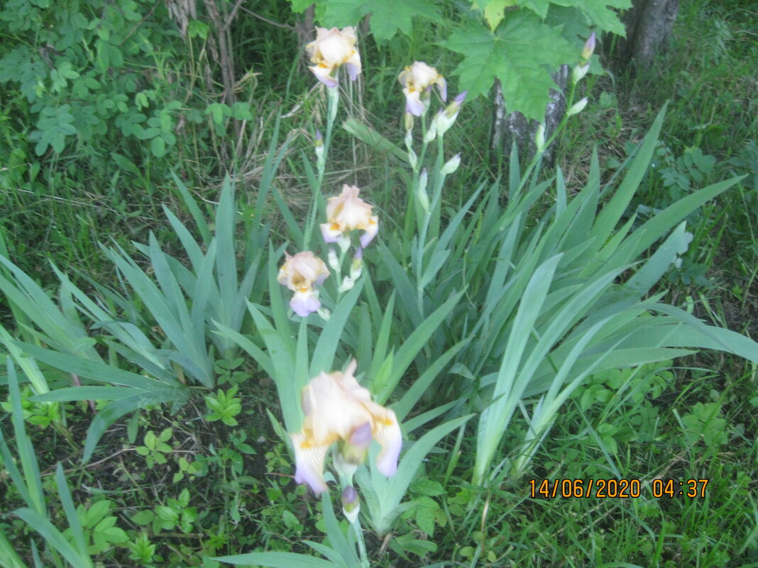 Природа - Maikl Smit