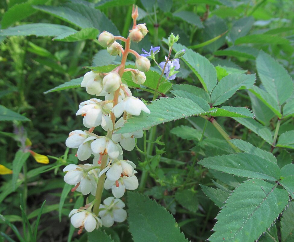 Грушанка круглолистная (Pyrola rotundifolia) - Елена Павлова (Смолова)