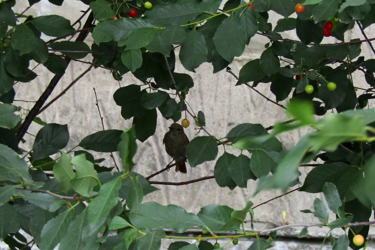 Птичка - Дмитрий (Горыныч) Симагин