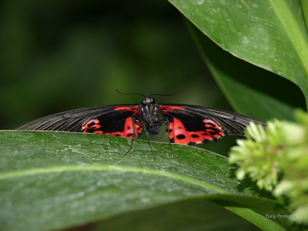 butterfly #4 - Yuriy Protsyuk