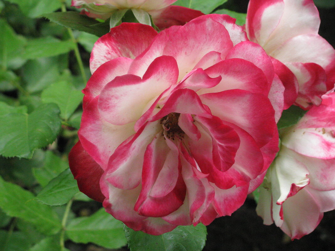 Летняя краса. - Владимир Драгунский Летняя краса. - Владимир Драгунский