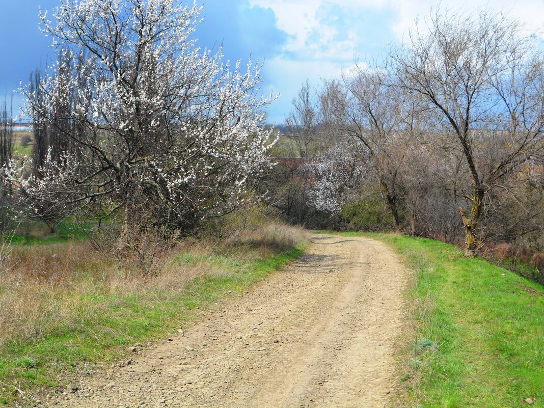 Шахты. В старом саду цветут абрикосы. - Пётр Чернега Шахты. В старом саду цветут абрикосы. - Пётр Чернега