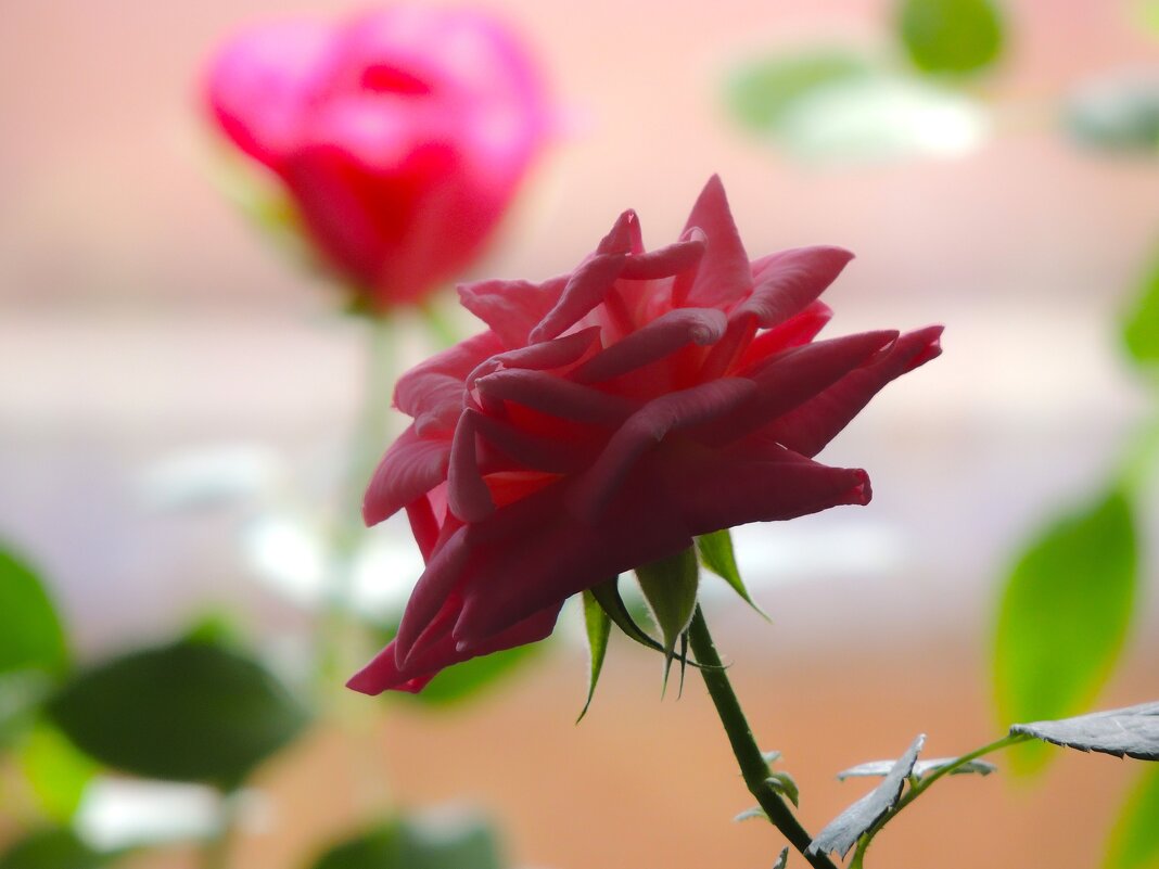 *** - Роман Трофимов