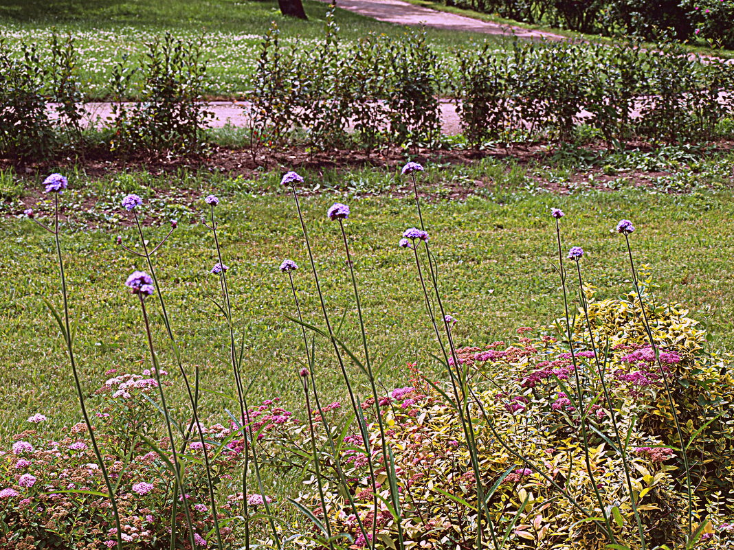 Москва. Парк Коломенское. - Владимир Драгунский Москва. Парк Коломенское. - Владимир Драгунский