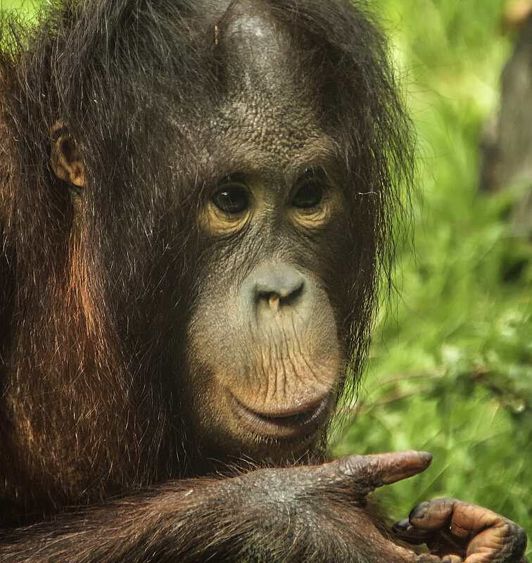 *** - Alexander Andronik *** - Alexander Andronik