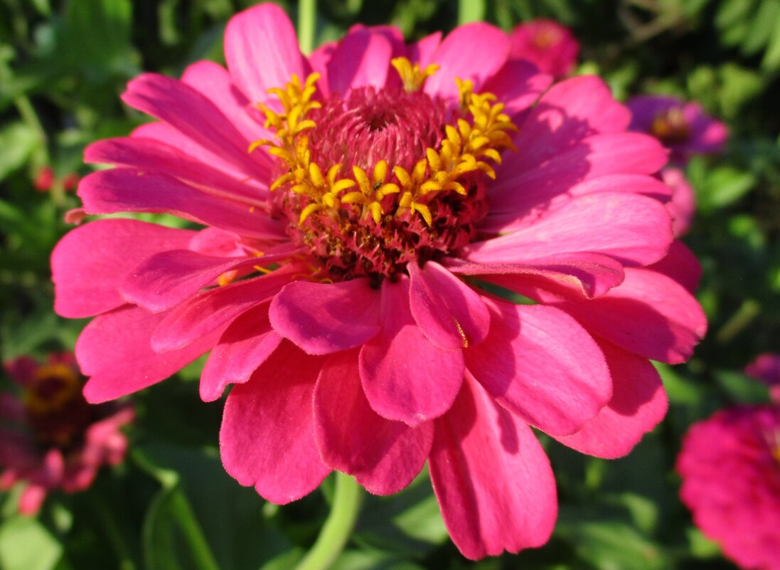 Лето. - Татьяна Иваненкова