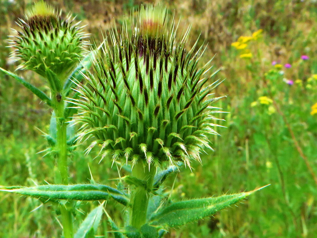 **Бодяк реснитчатый, латинское Cirsium ciliatum, - ivan 