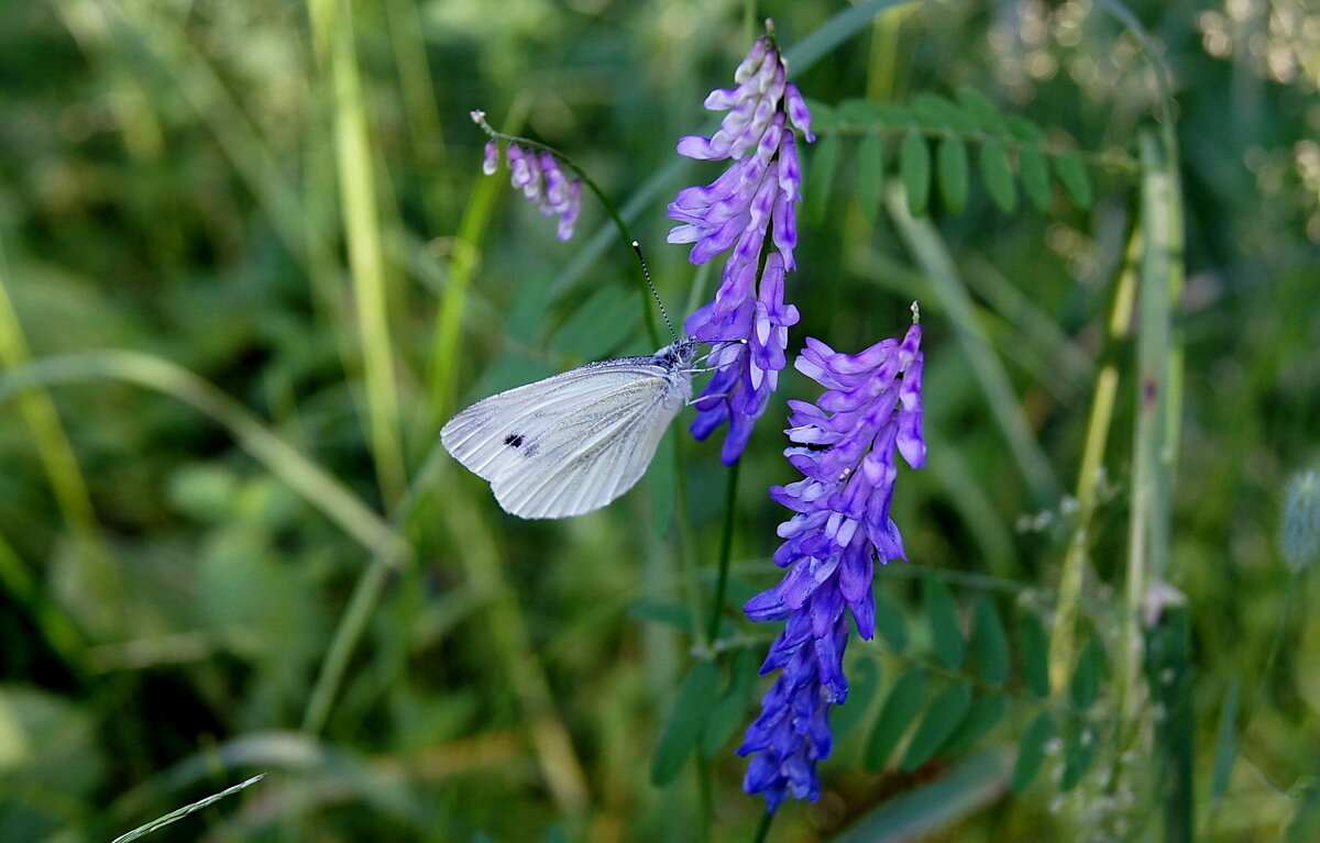 *** - Елена Кирьянова *** - Елена Кирьянова