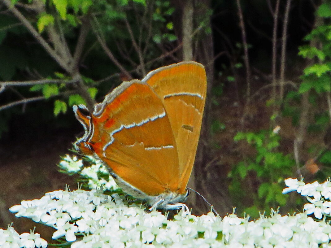 Зэфир березовый. - ivan Зэфир березовый. - ivan
