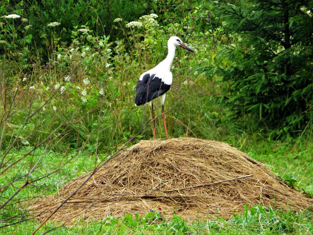 Молодой аист - Ольга Митрофанова Молодой аист - Ольга Митрофанова