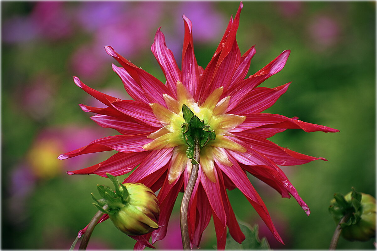 Звезда.. - Александр Шимохин