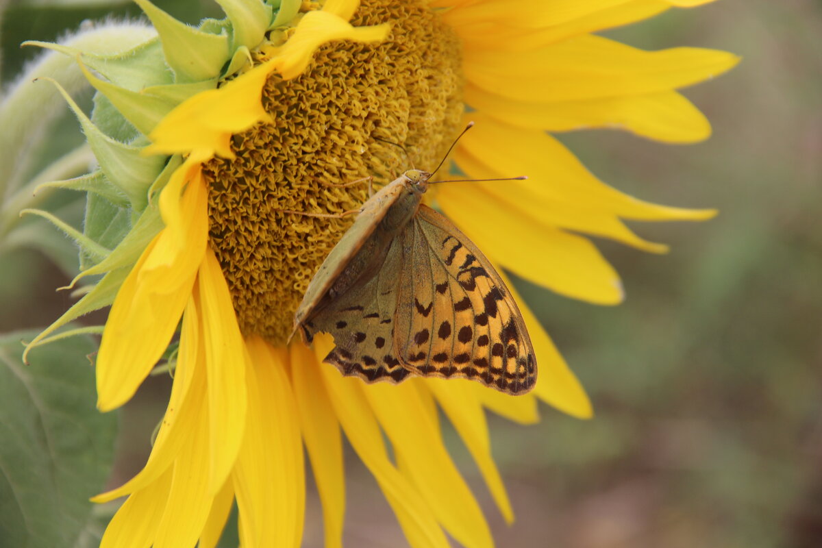 Лето. - Лариса Исаева