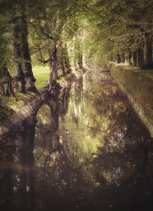 Парк в окрестностях замка Шенонсо (Château de Chenonceau) - Константин Подольский