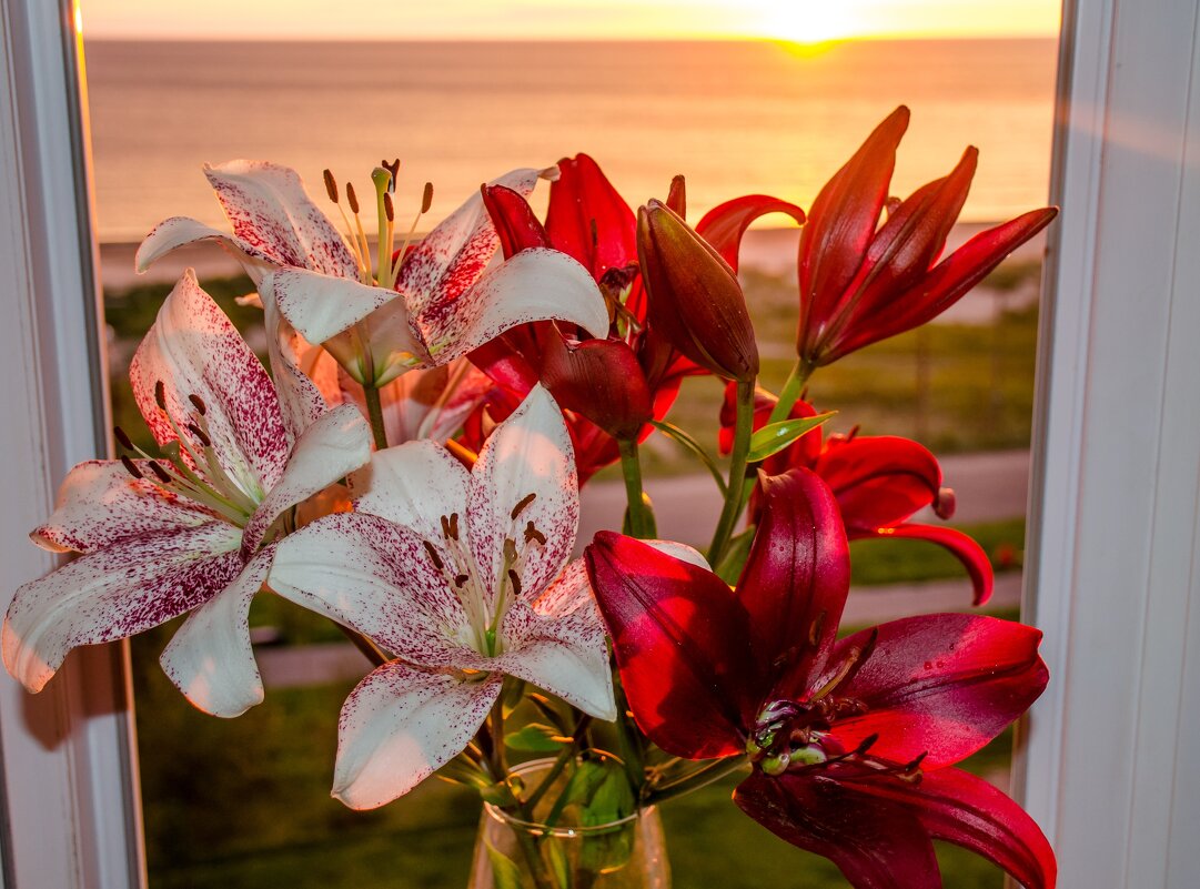 лилии - Елена Кордумова