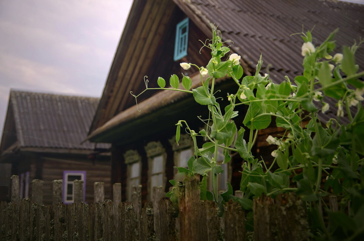 Выгляни в окошко, дам тебе горошка. - Ирэна Мазакина