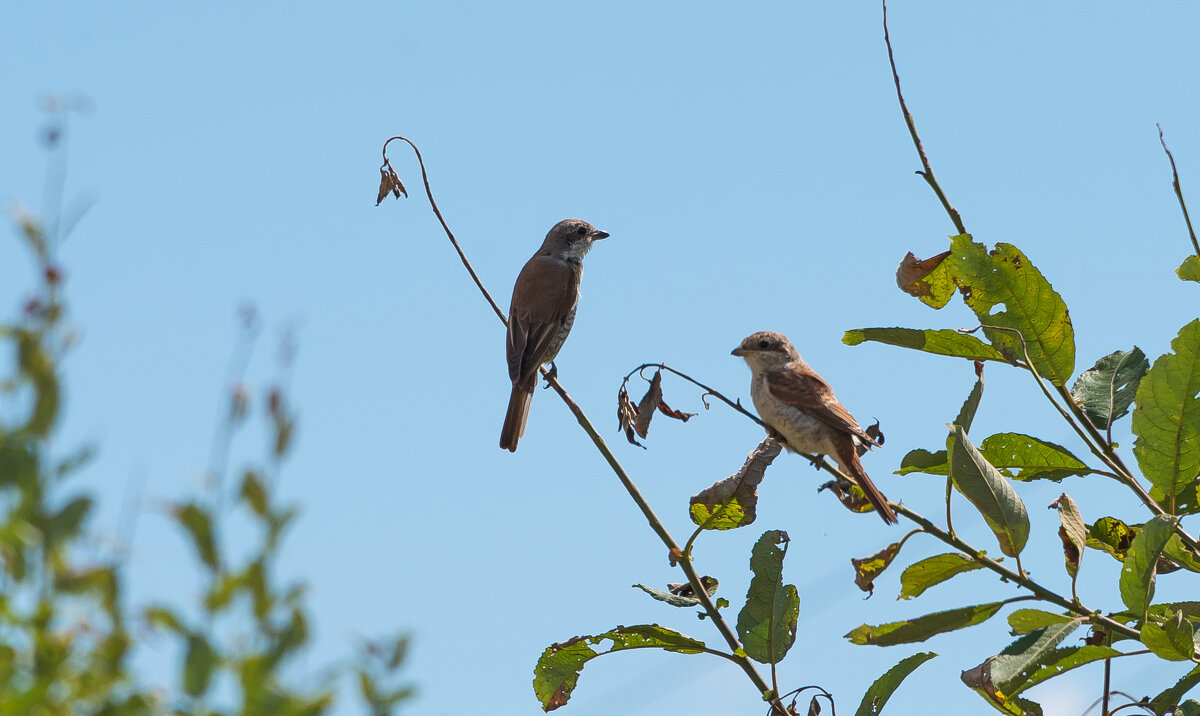 *** - Владимир Безбородов
