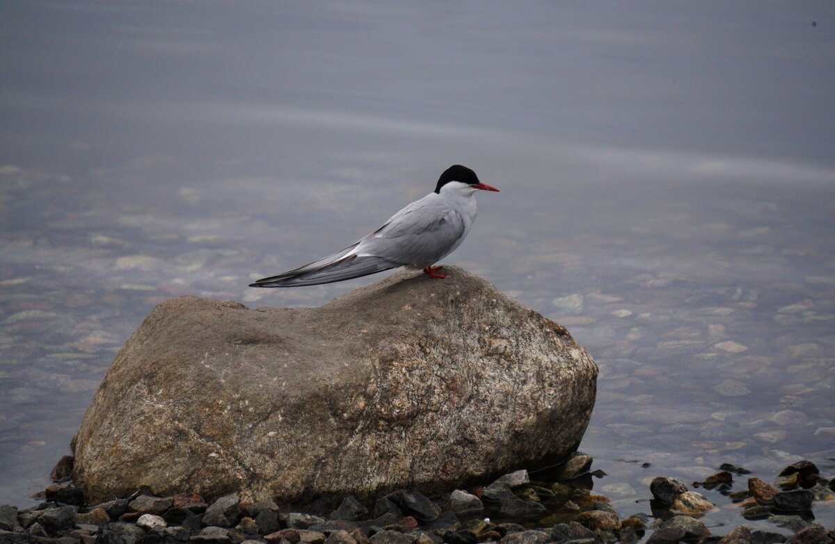 Полярная крачка - Анна Приходько
