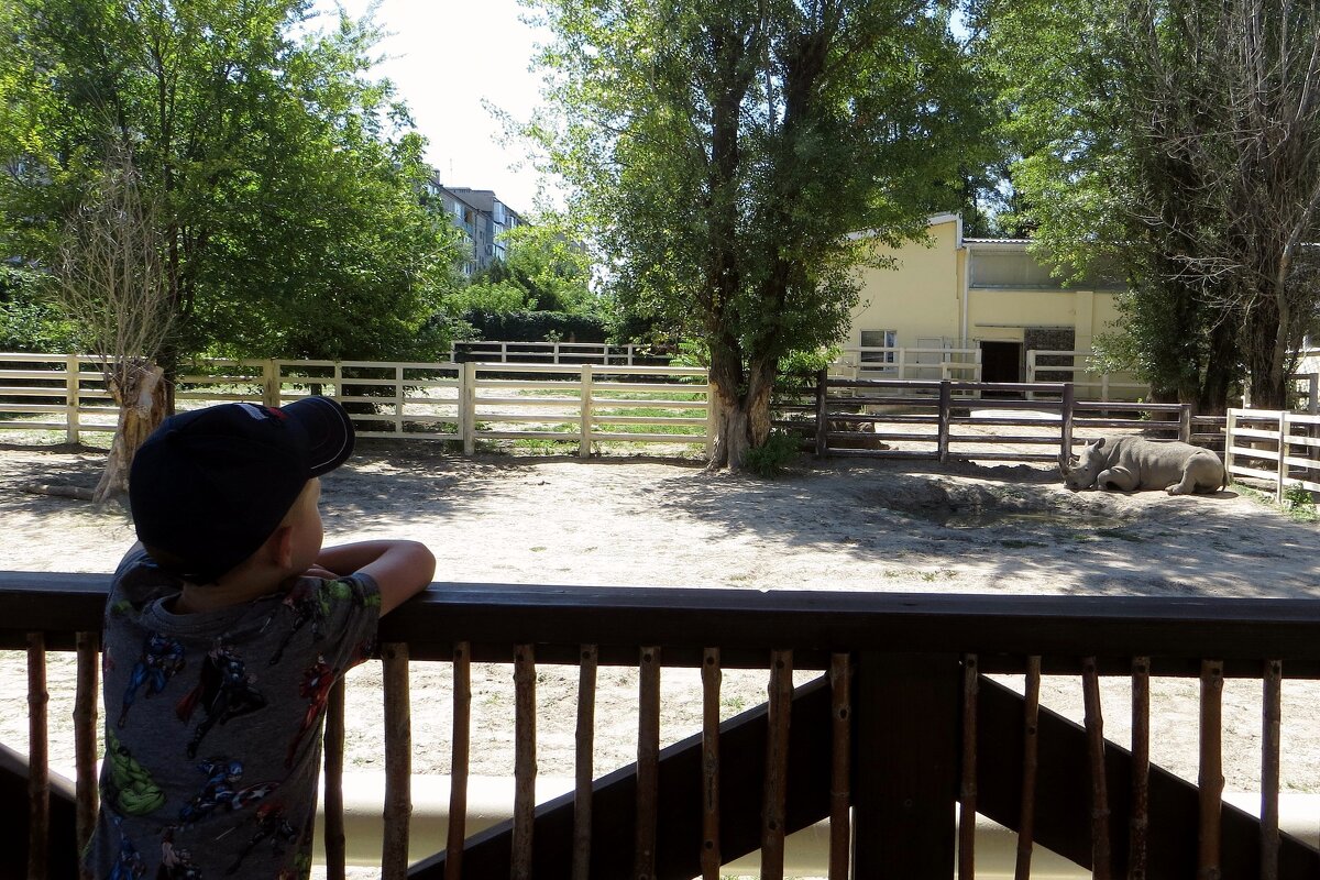 Было очень жарко и многие звери спрятались в тень и спали, в том числе и носорог - Татьяна Смоляниченко Было очень жарко и многие звери спрятались в тень и спали, в том числе и носорог - Татьяна Смоляниченко