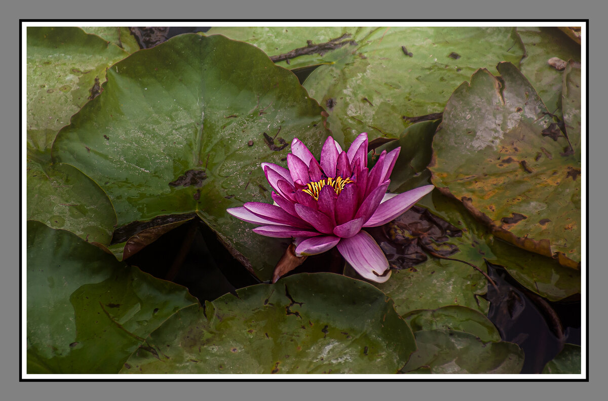 ЛМЛИЯ - Владимир Кроливец ЛМЛИЯ - Владимир Кроливец