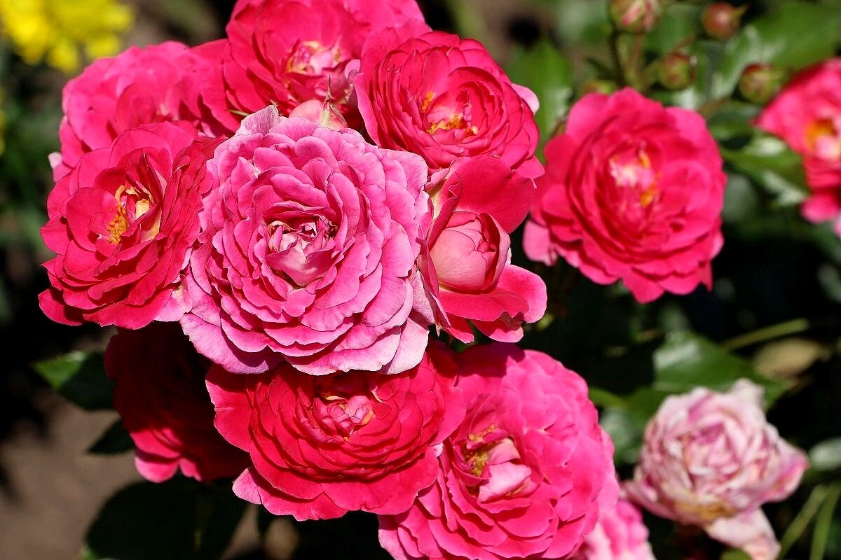 Когда розы цветут букетами - Надежд@ Шавенкова