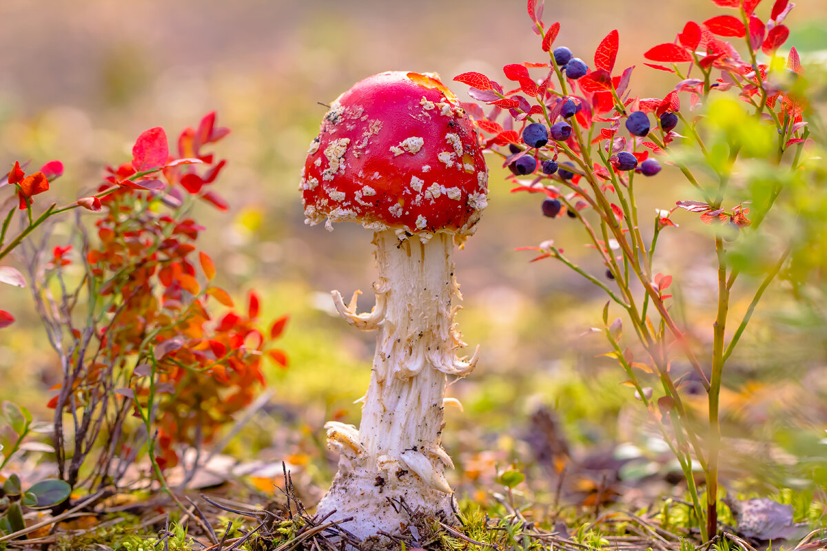 ..... - Андрей Бурлов