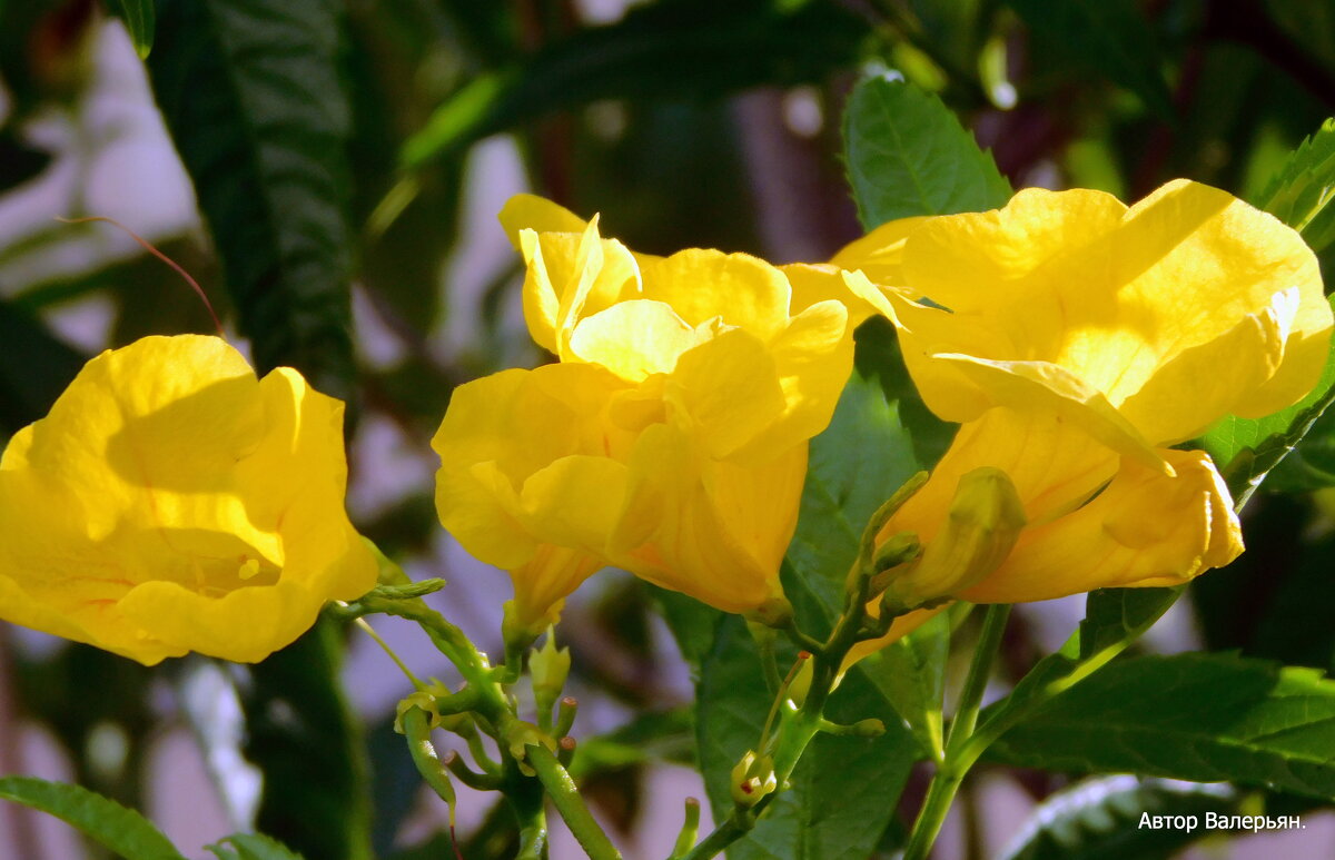 Кампсис. - Валерьян Запорожченко Кампсис. - Валерьян Запорожченко