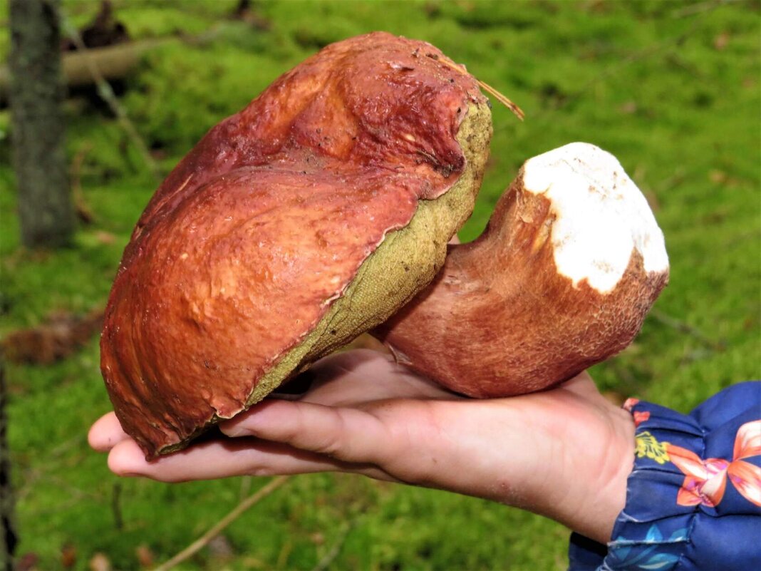 Польский гриб на ручке внучки - Ольга Митрофанова Польский гриб на ручке внучки - Ольга Митрофанова