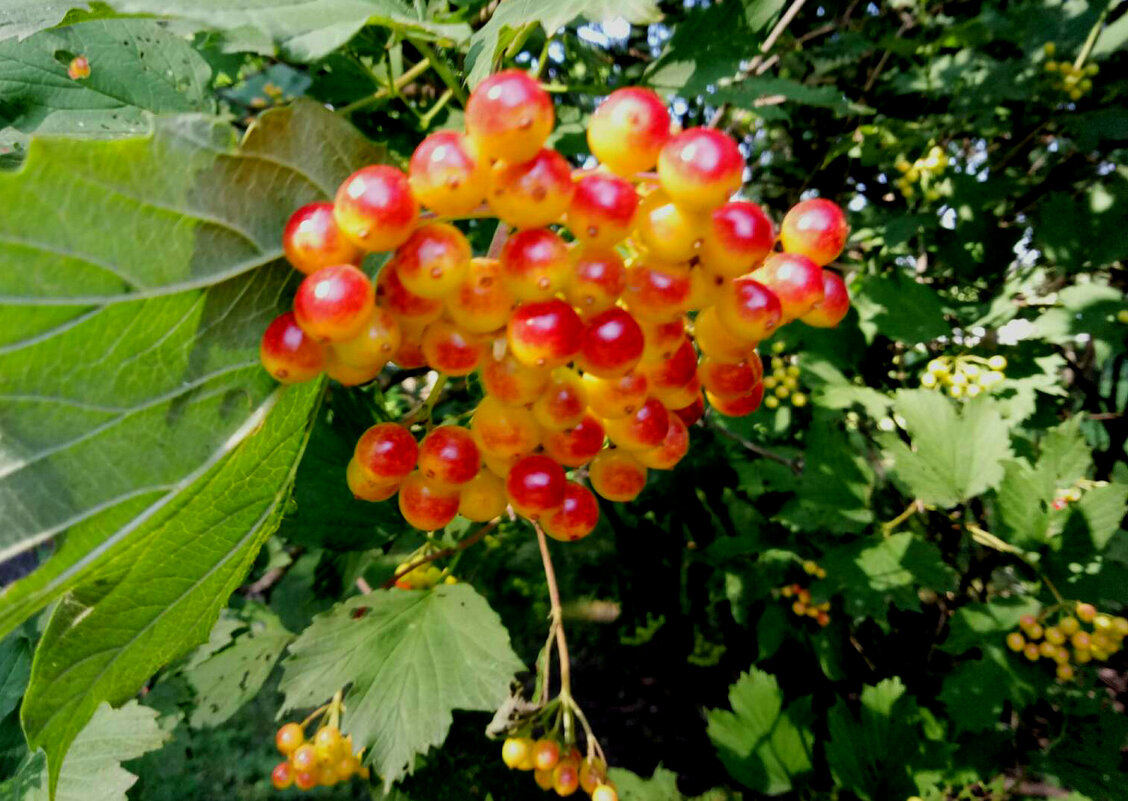 *** - Елена Виноградова